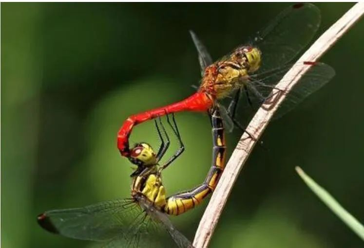 中国古代经典花鸟画鉴赏,古代写实的花鸟画