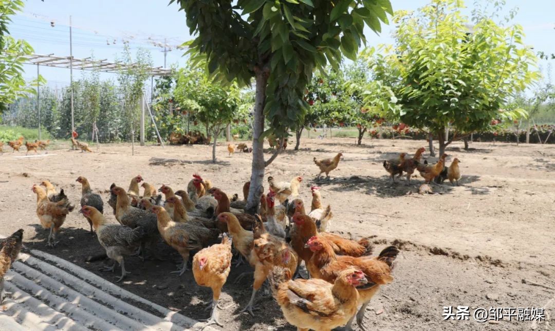 济宁绿壳蛋鸡养殖专业户,沙村建立绿壳蛋鸡养殖场