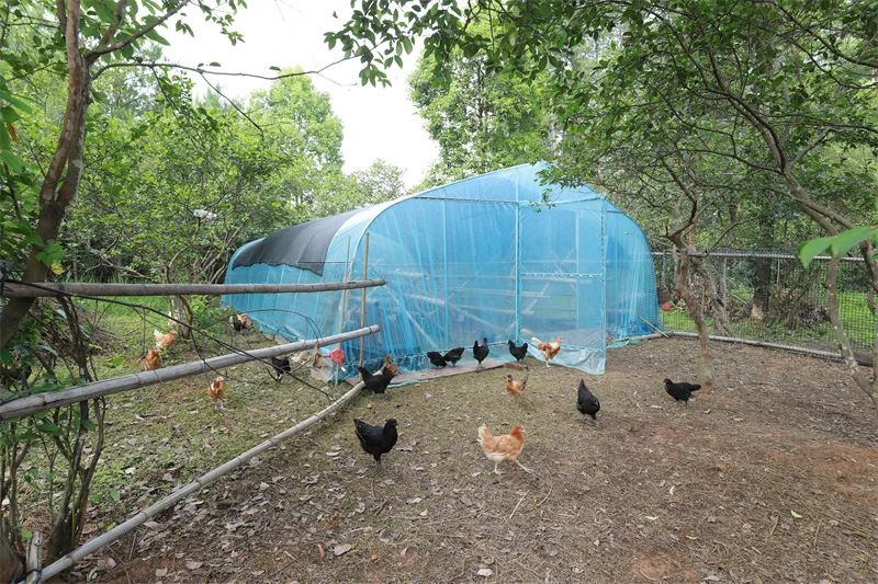 玉屏“吊兰青年”再创业，这次是