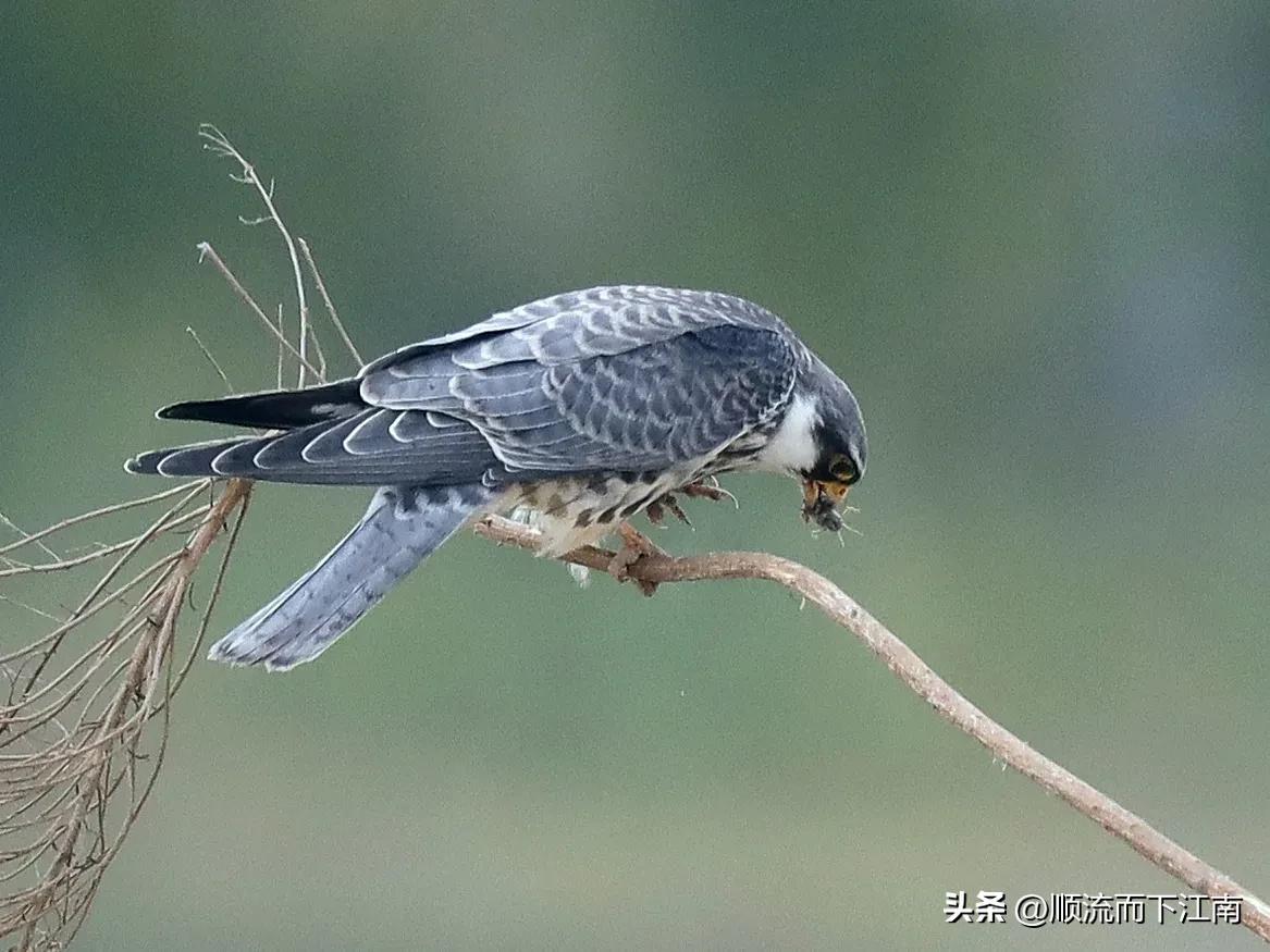 红脚隼叫声,红脚隼