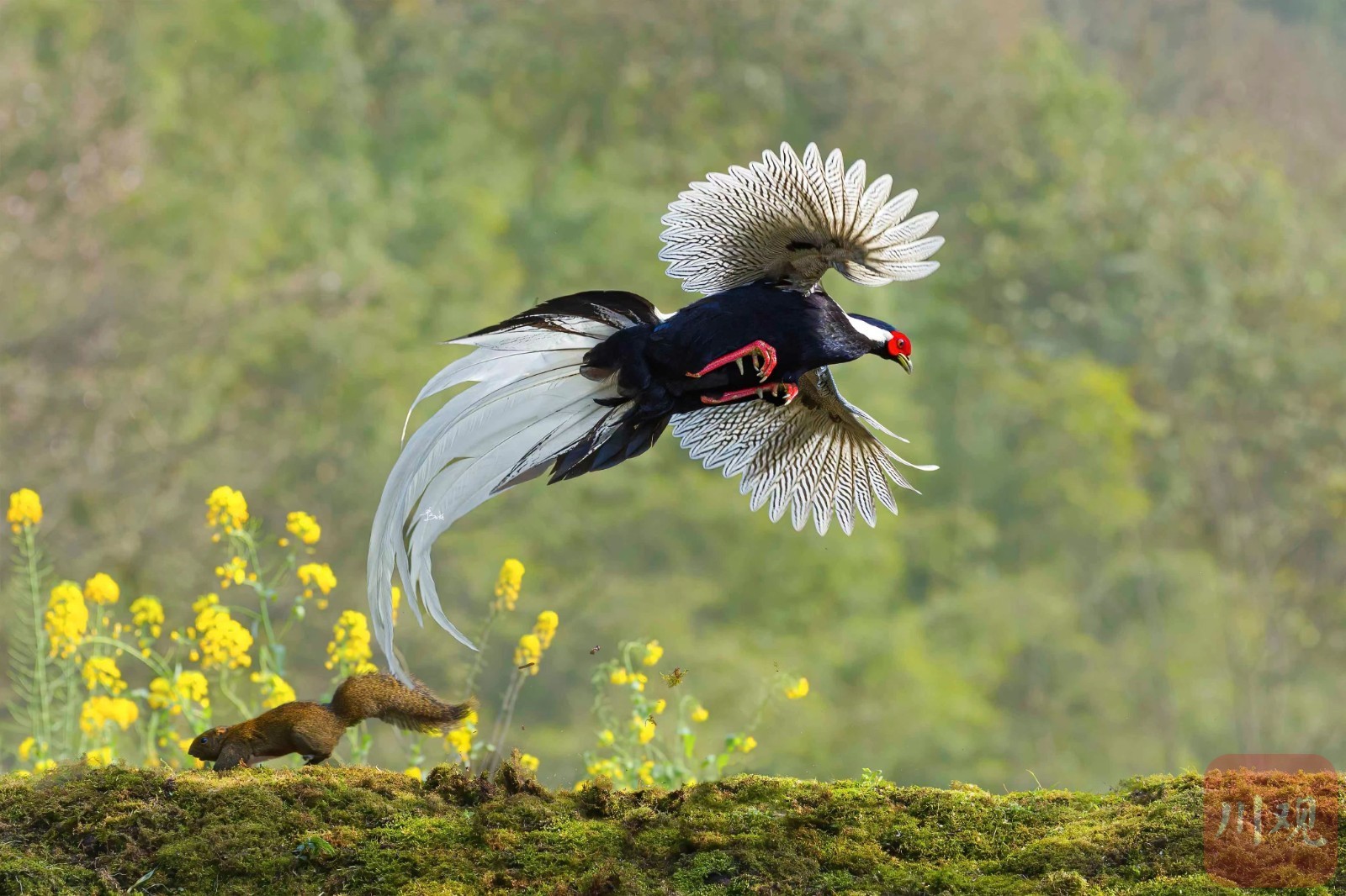 宜宾市屏山——鸟踏春色