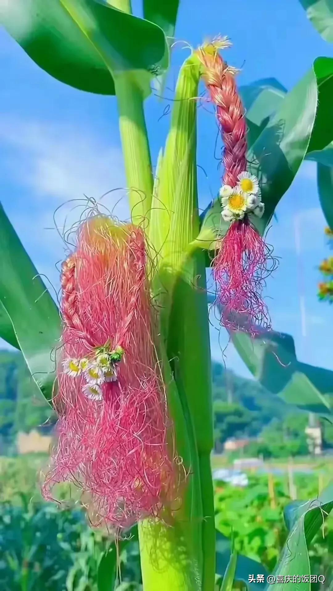 吃我的腿疼药治你的肚子痛吧