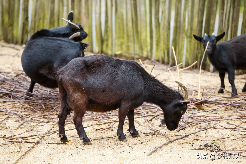 努比亚黑山羊前景如何,努比亚黑山羊养殖基地在什么地方