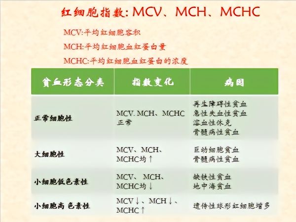 血常规报告怎么解读,血常规报告视频解说