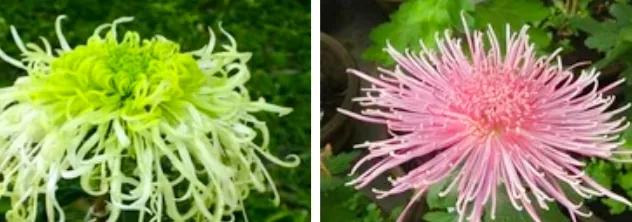 不是花中偏爱菊菊花开尽更无花,不是花中偏爱菊只是花开尽更无花