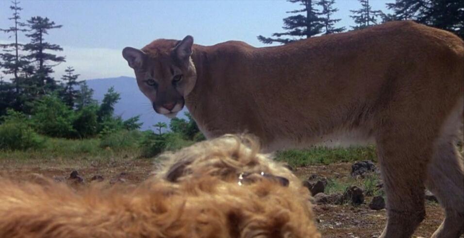 适合儿童假期观看的电影,儿童节就看这十部最好玩的电影