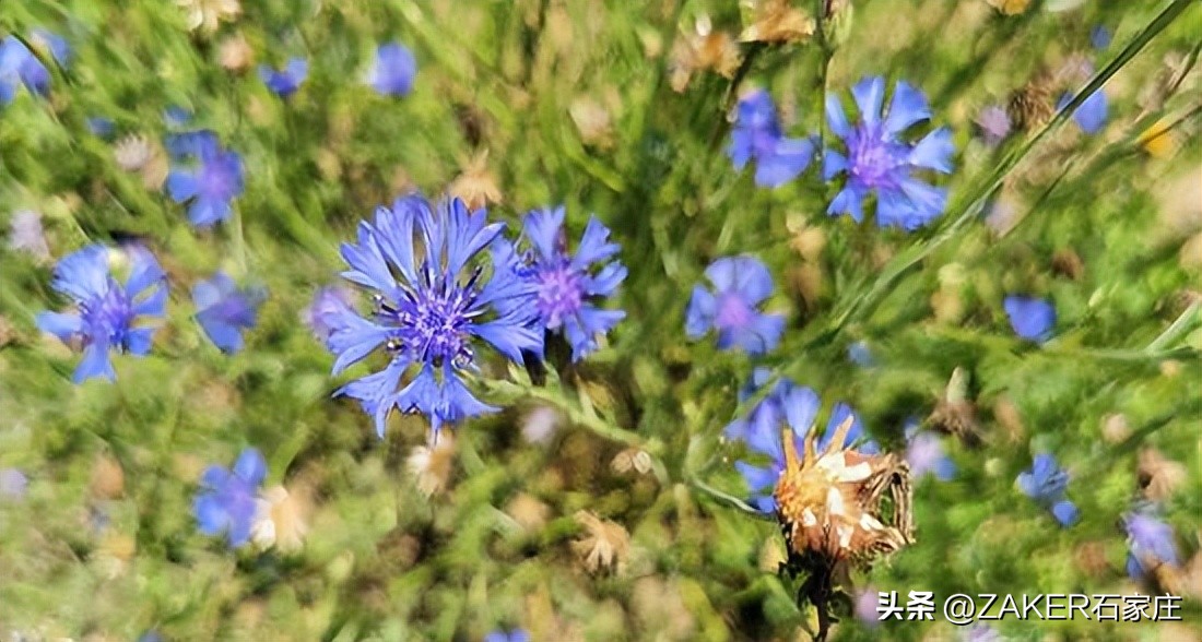 石家庄早新闻,早新闻完整内容