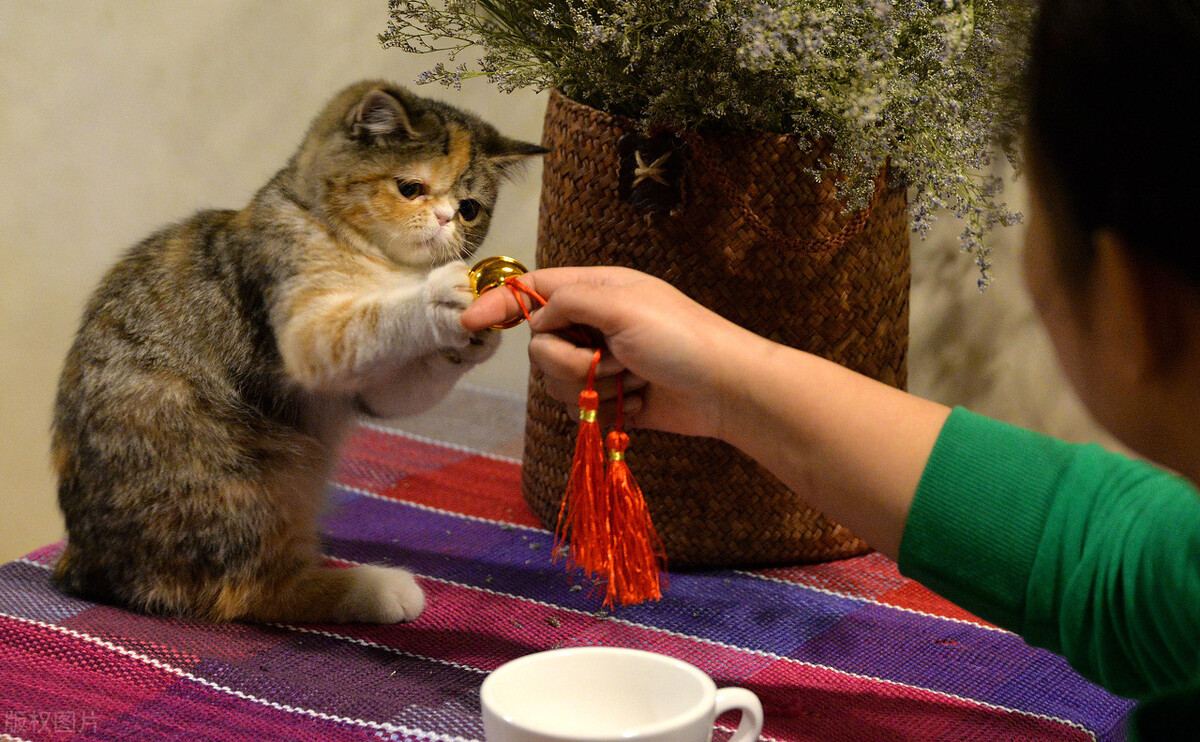 猫吃东西吐了怎么办吃什么药,猫吐不吃东西没精神吃什么药