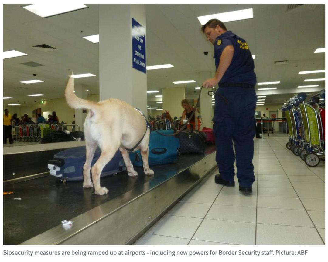 澳洲留学海关违规品,中国留学生入境澳洲有违禁品