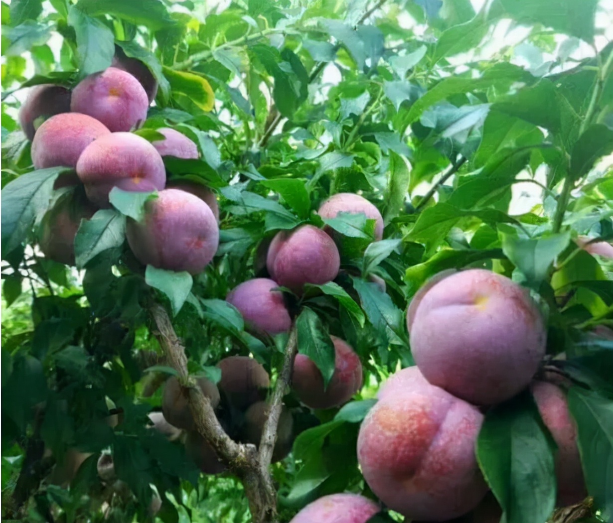 农技轻骑兵收到“中国李乡”的邀请函，「农艺+装备」快速回应