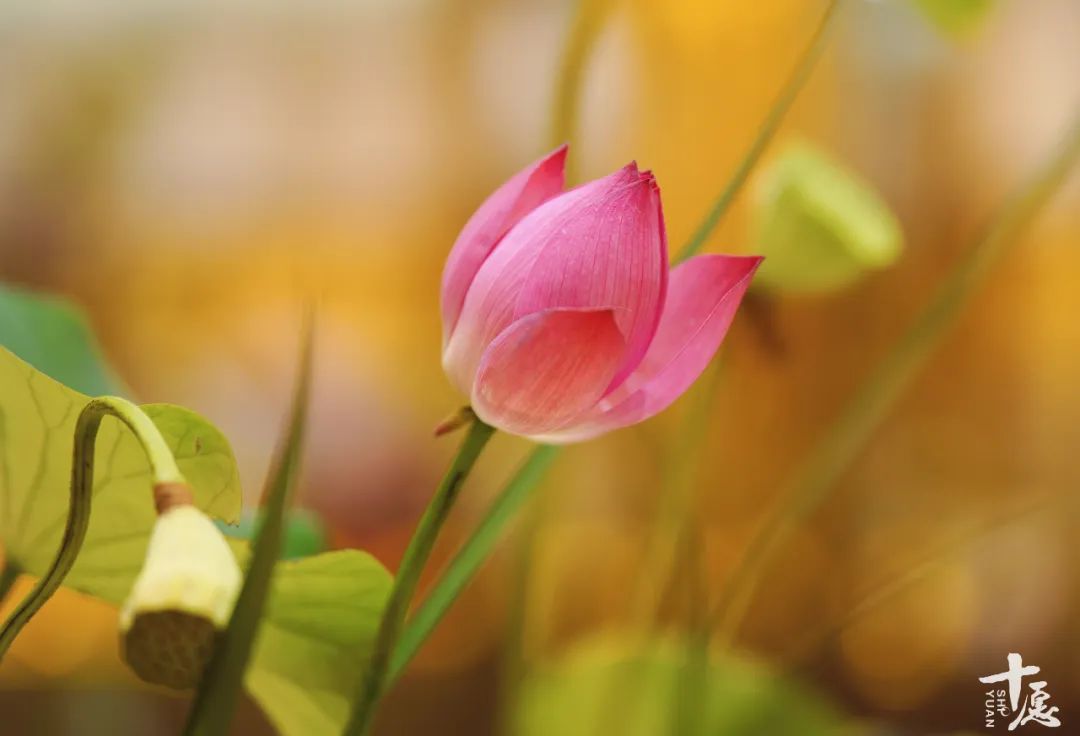 佛弟子怎么面对蚊子吸血,学佛的人不能打死蚊子吗