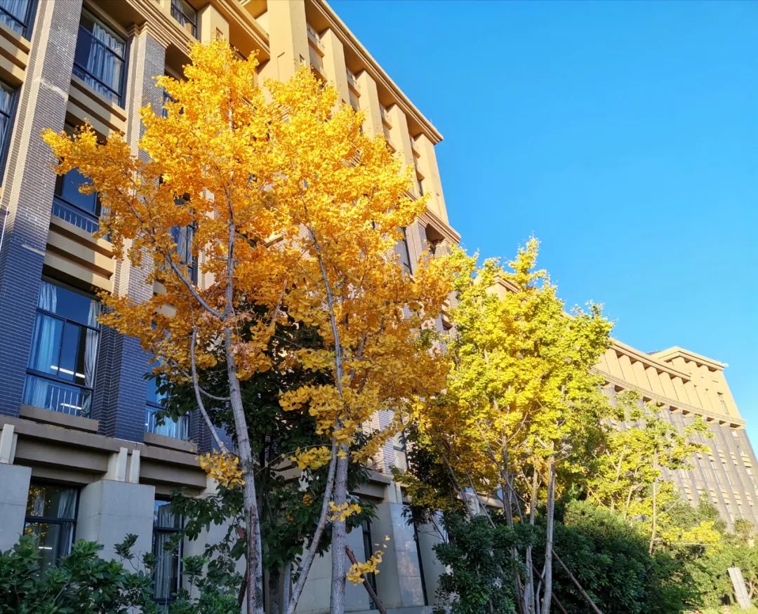 秋季限定|昆明九所学校，送你诗意校园里的一抹金