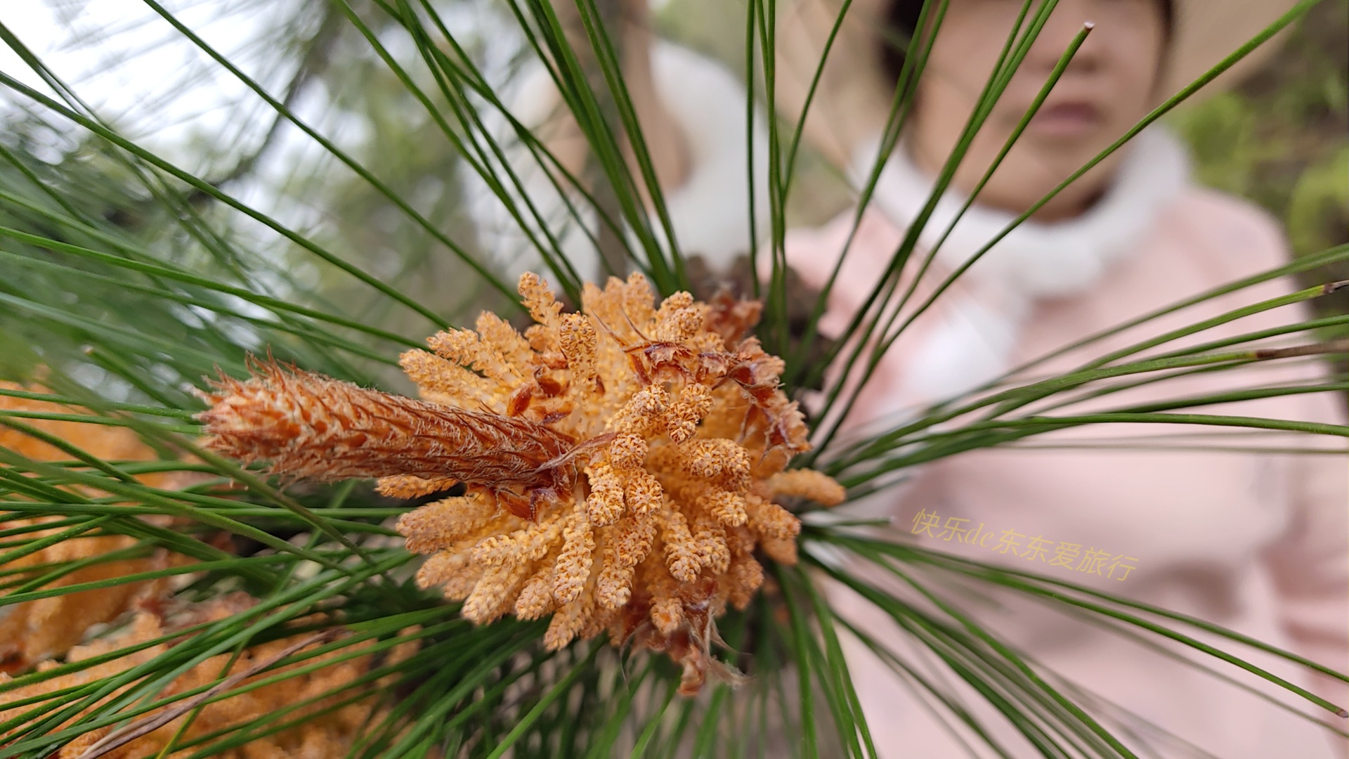 大家纷纷出去赏樱花，我却和老婆偷偷去山里看松树花，收获如何？