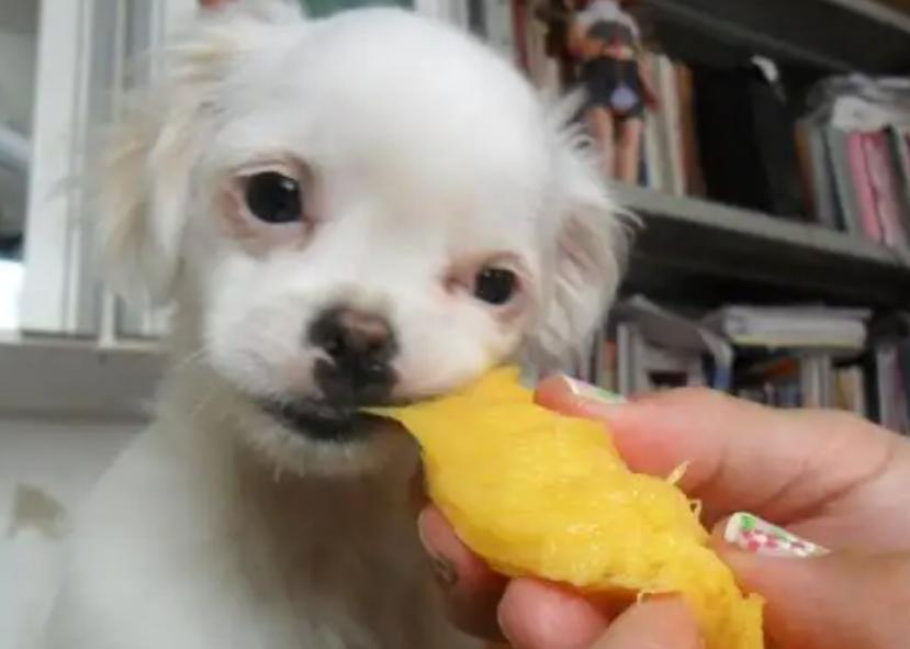 狗狗吃水果注意什么,夏天给狗狗吃什么能解暑