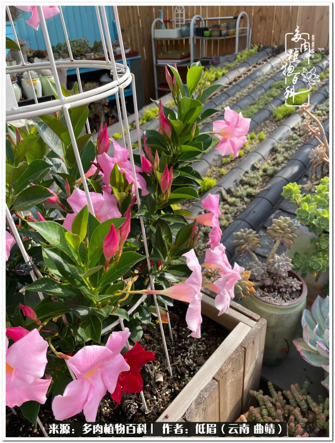 养了七年多肉,养了八年的肉肉终于开花了