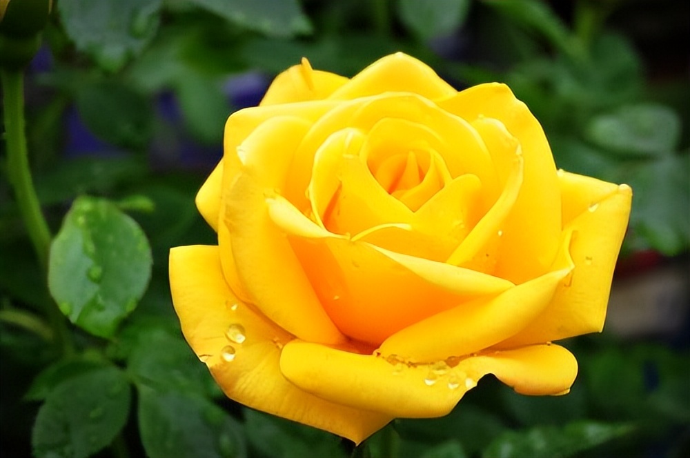 30朵玫瑰代表什么数字,33朵玫瑰的寓意和象征