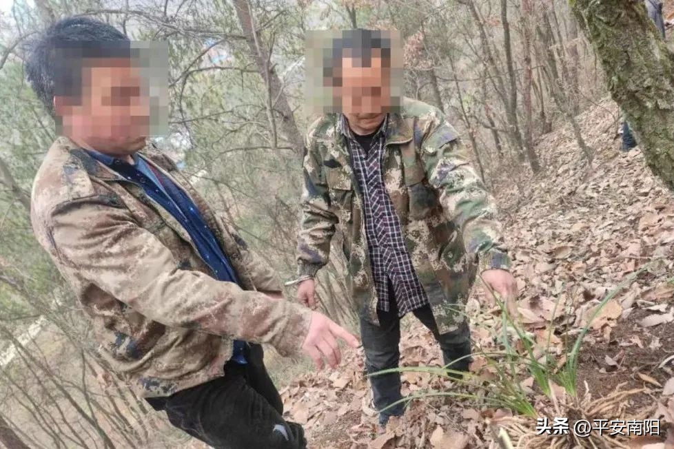 捕野猪，挖“野草”，抓！