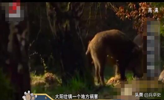 野猪林诡异事件,野猪林神秘事件