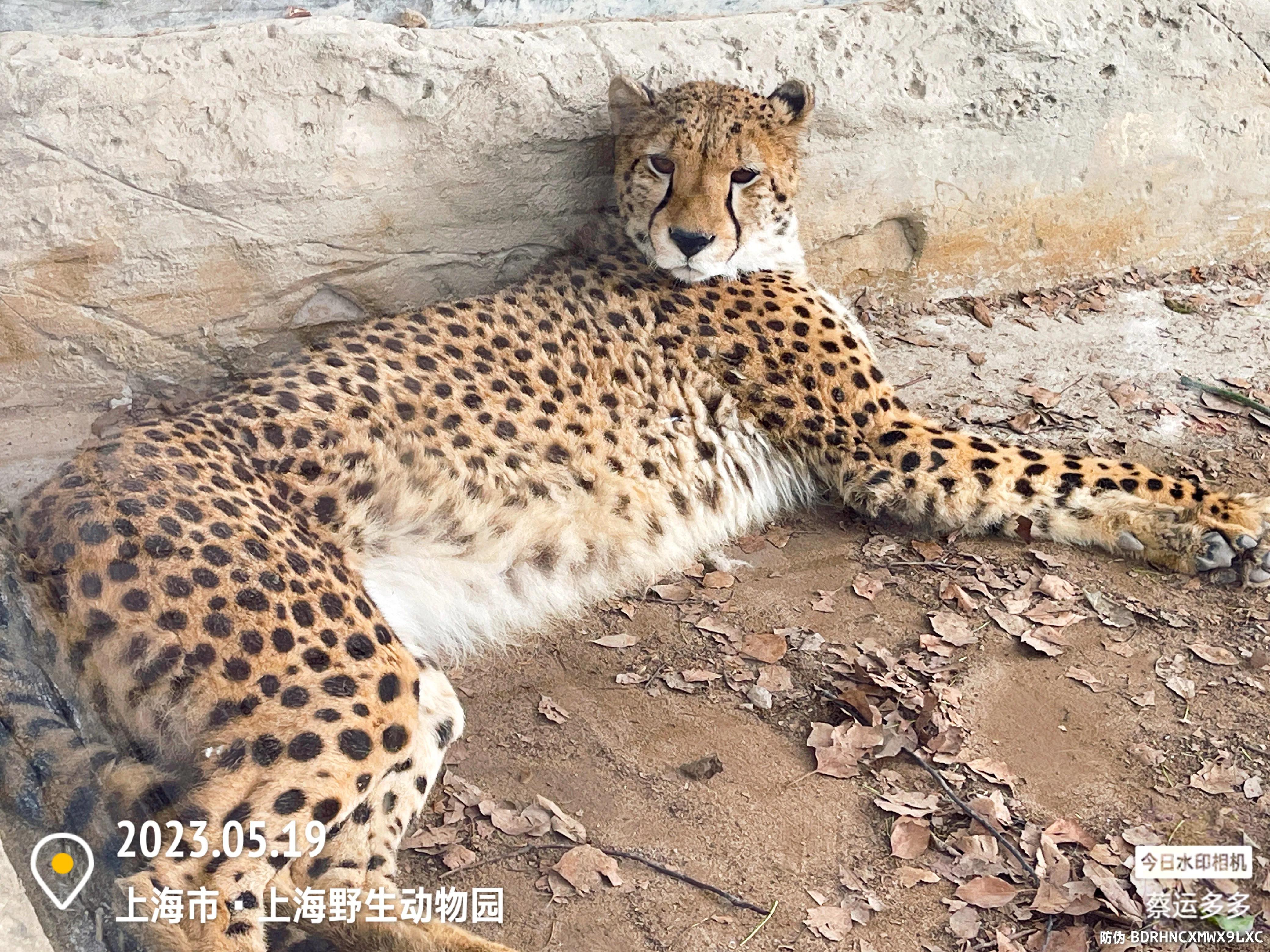 我喜爱的动物是小猫,什么动物招人喜爱