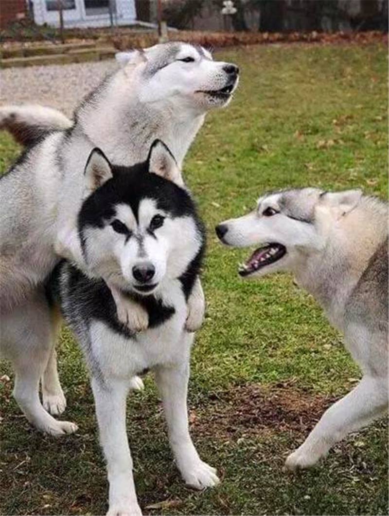 公狗和母狗是如何“交配”的？奇怪的知识又增加了