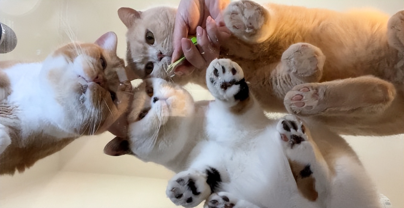 家庭用玻璃桌,家庭专用玻璃桌