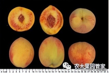 优质果树苗木品种介绍,最好的新品种苹果苗木