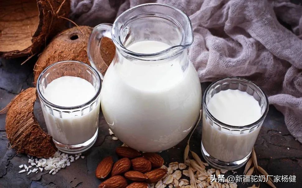 骆驼奶被称为什么呢,骆驼奶的真相大揭秘