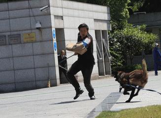 马犬是不是骗人的,马犬的十个不养理由和特点