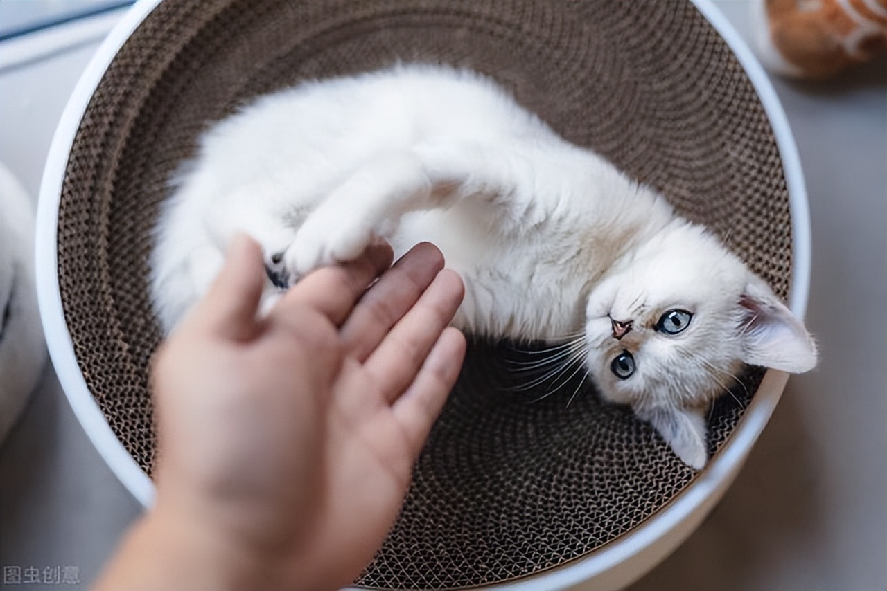 买英短猫,英短和家猫串出来的猫