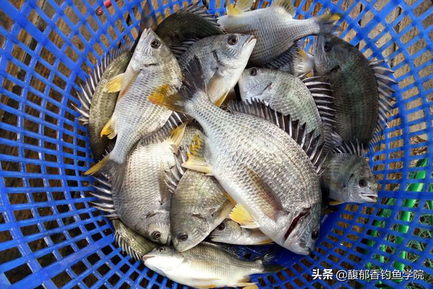 海钓沙蚕适合钓什么鱼,海钓活沙蚕的正确钓法