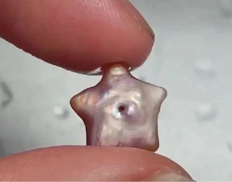 章子怡开蚌珍珠直播,章子怡直播取珍珠是真的吗