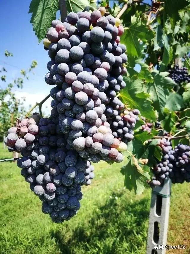 传奇球星皮尔洛纪录片,一代大师皮尔洛