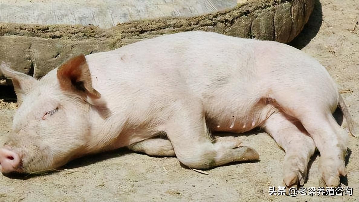 猪全身发白的最佳治疗方法,猪身上发白发黄是什么病怎么治疗