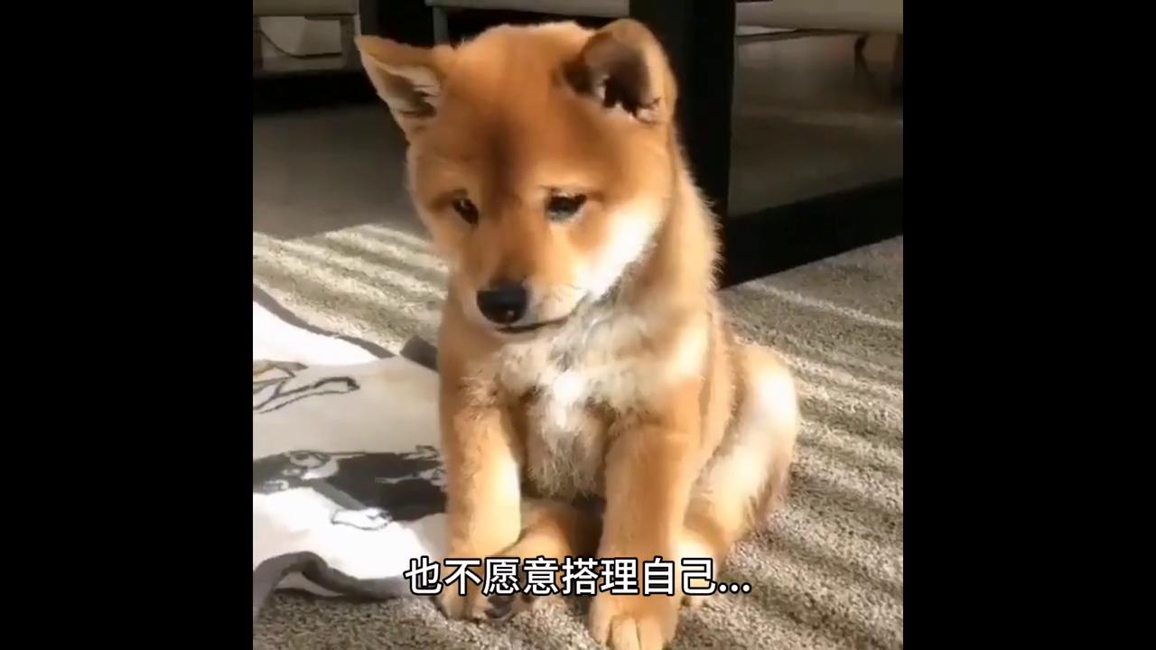 柴犬生理期不穿生理裤,柴犬大姨妈流血