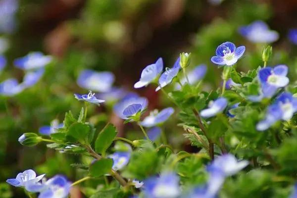 婆婆纳和水毛茛,婆婆纳相关诗句草色遥看近却无