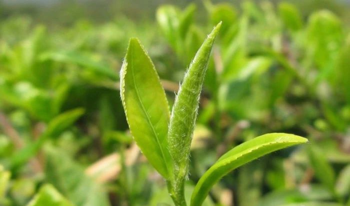 文圣茶话,信阳毛尖是最好的绿茶