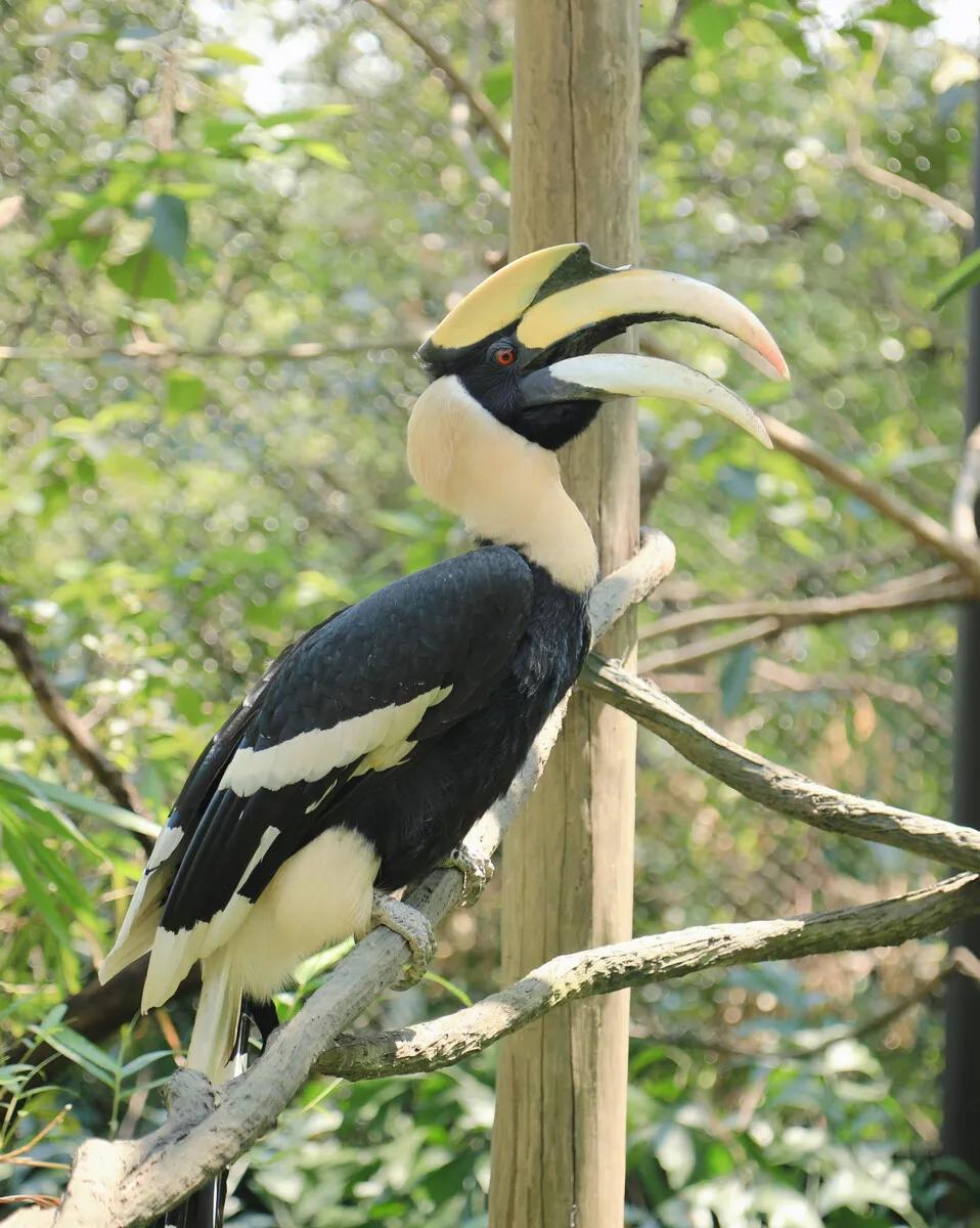 广州长隆野生动物园全部动物,广州长隆野生动物园所有动物介绍