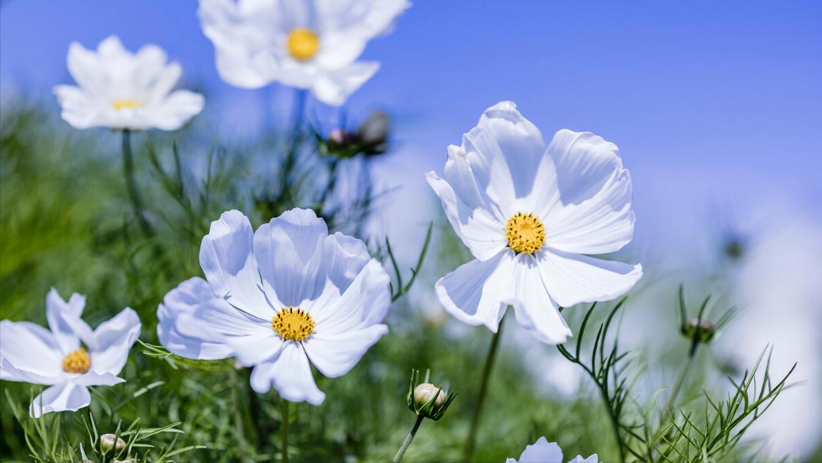 商界大佬的创业故事,100个商业大佬创业故事