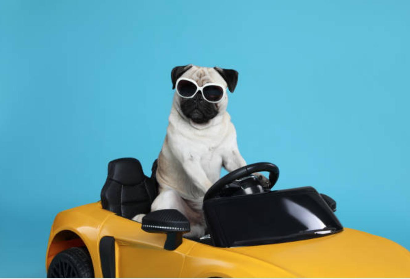 巴哥犬的优点和缺点,巴哥犬的五大优点和缺点