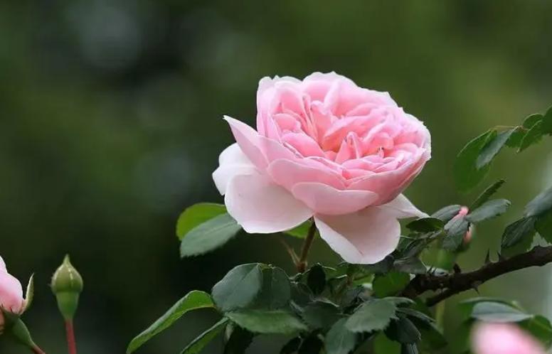 5月至7月有哪些花开,6月有哪些花开