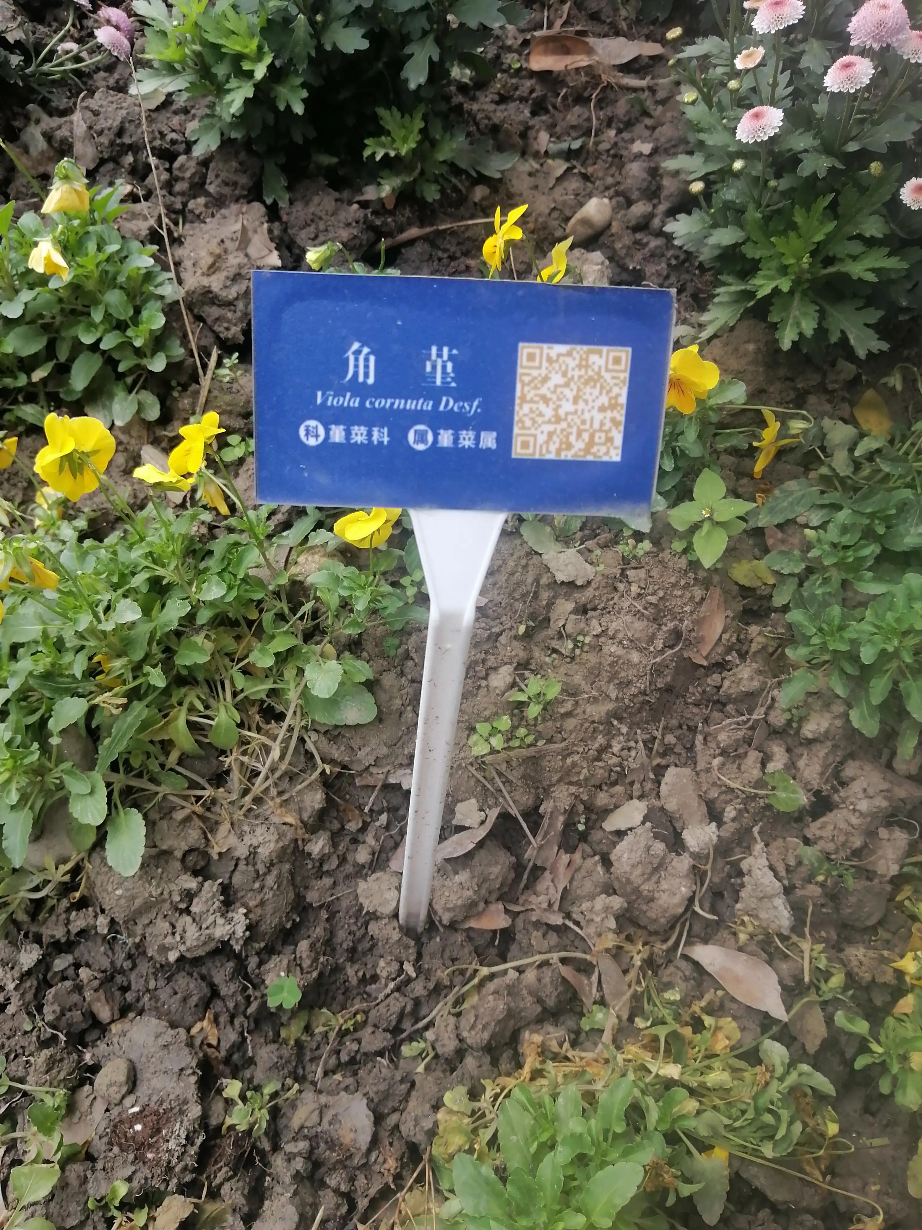 美艳但清冷,美艳又清冷的长相