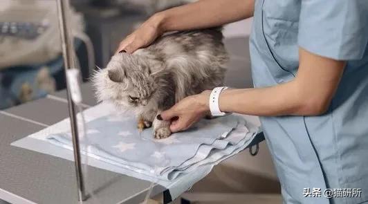 猫咪低血糖严重脱水,猫咪低血糖能导致低体温吗