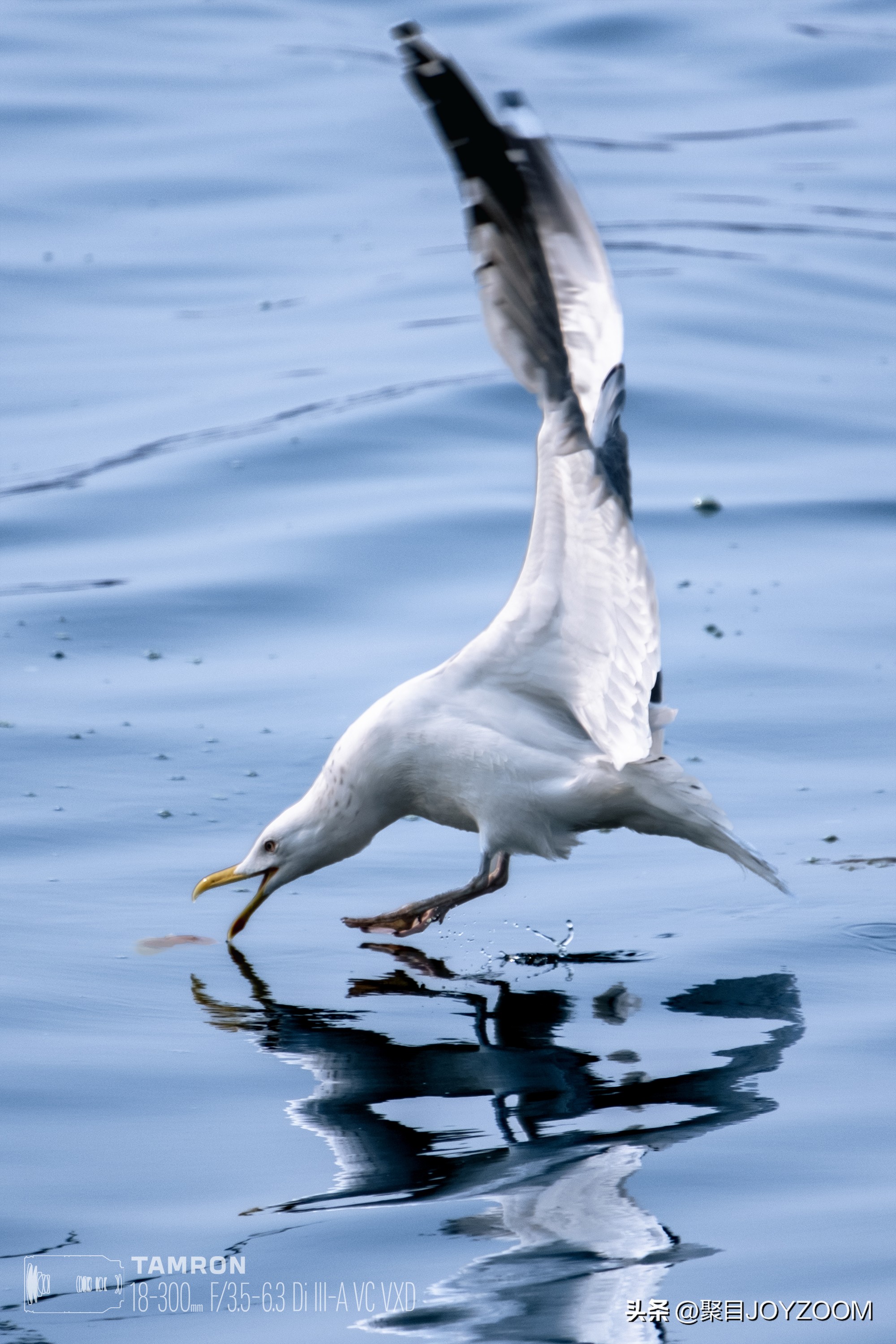 做道单选题：腾龙18-300mmf/3.5-6.3DiIII-AVCVXD镜头使用分享