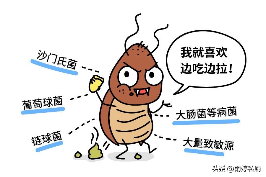 蟑螂最怕3个克星怎么样消灭蟑螂,怎么去除蟑螂蟑螂最怕什么