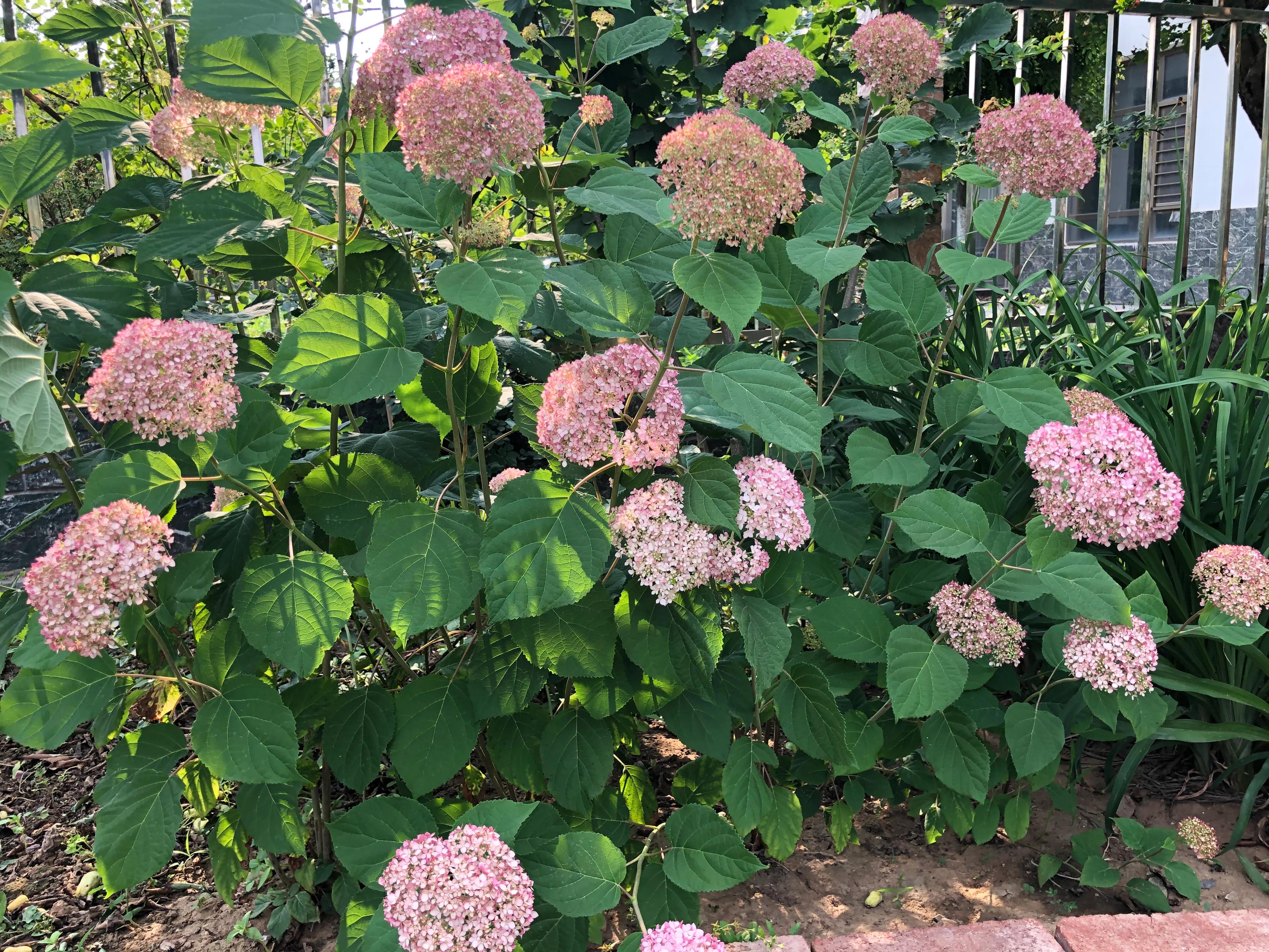 我在花园里种下种子,我在花园里种一棵小树