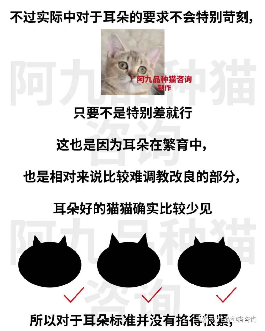 英短蓝白耳朵白好吗,蓝白英短小耳朵好还是大耳朵好