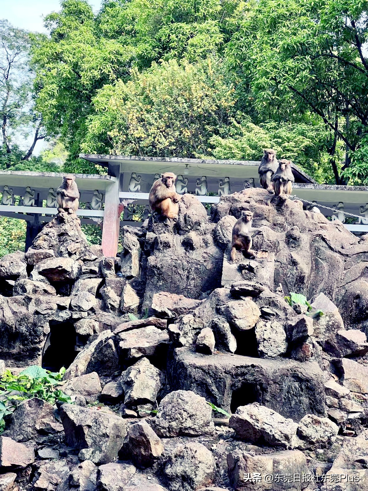 东莞人民公园真美,东莞人民公园故地重游