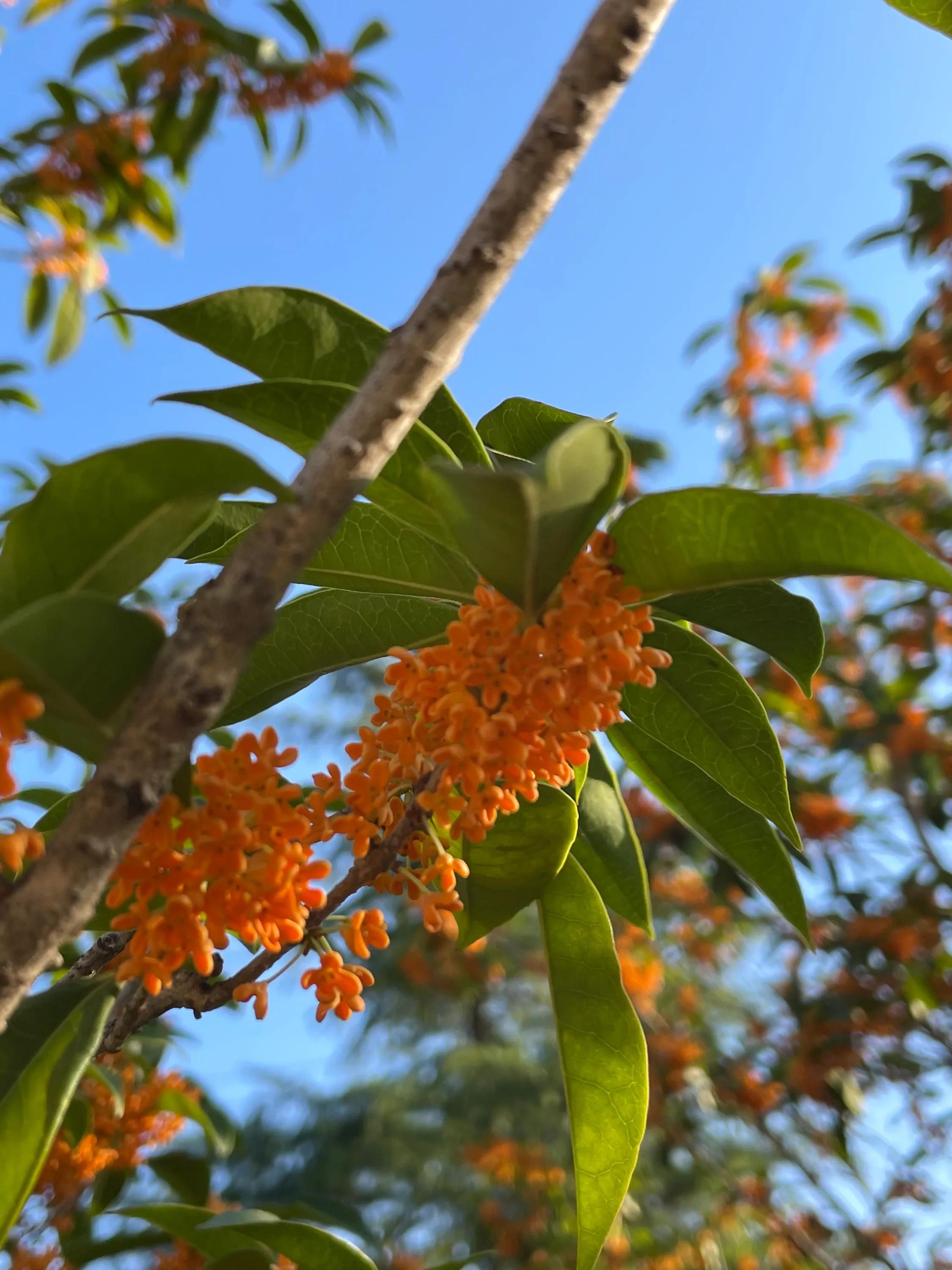 丹桂飘香商贸有限公司,丹桂飘香是什么季节