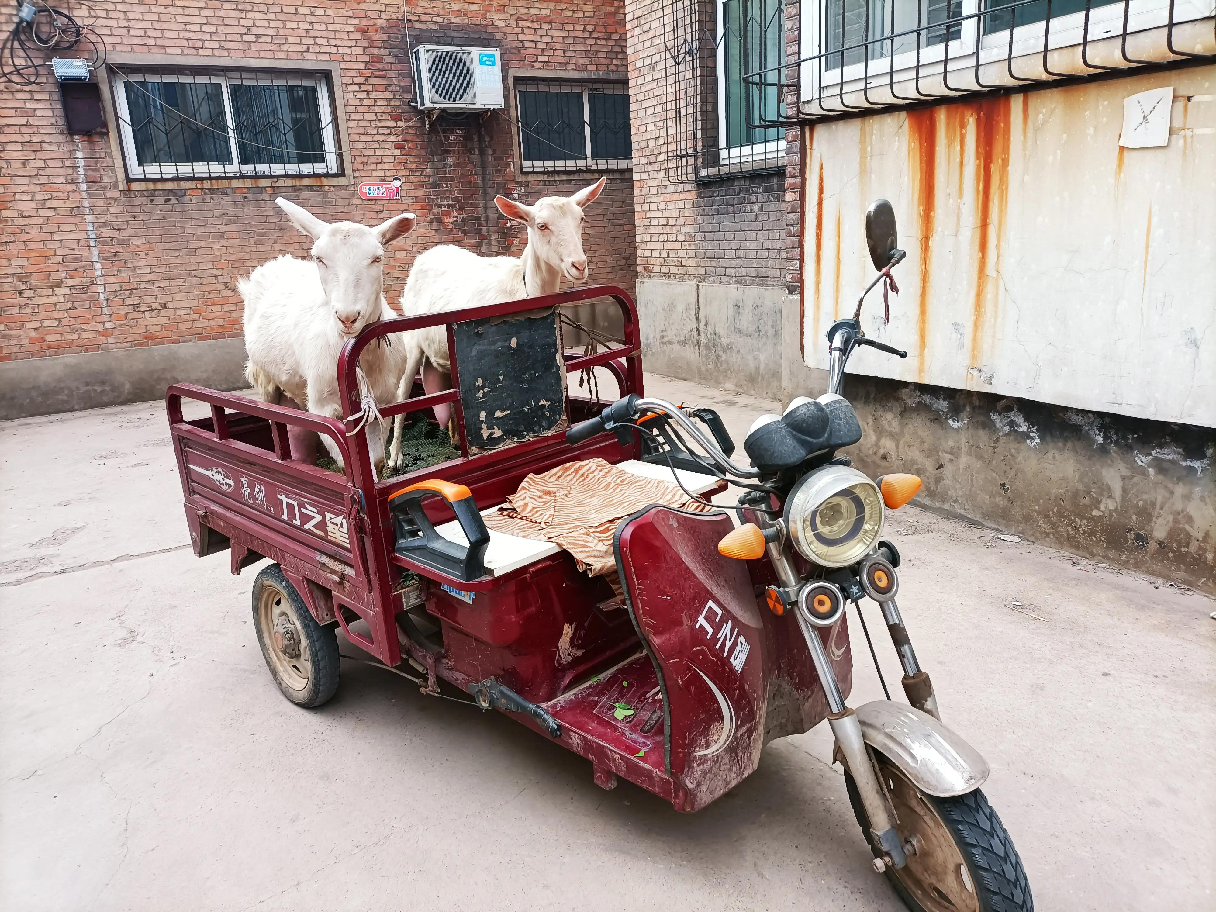 农村养奶羊卖鲜羊奶,三只羊卖羊奶一天能卖多少钱