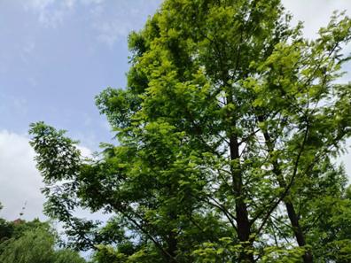 华为畅享60pro深度评测,华为畅享60pro真实评测